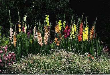 《黑神话》杨奇发文感谢全球玩家 海外网友盛赞支持！